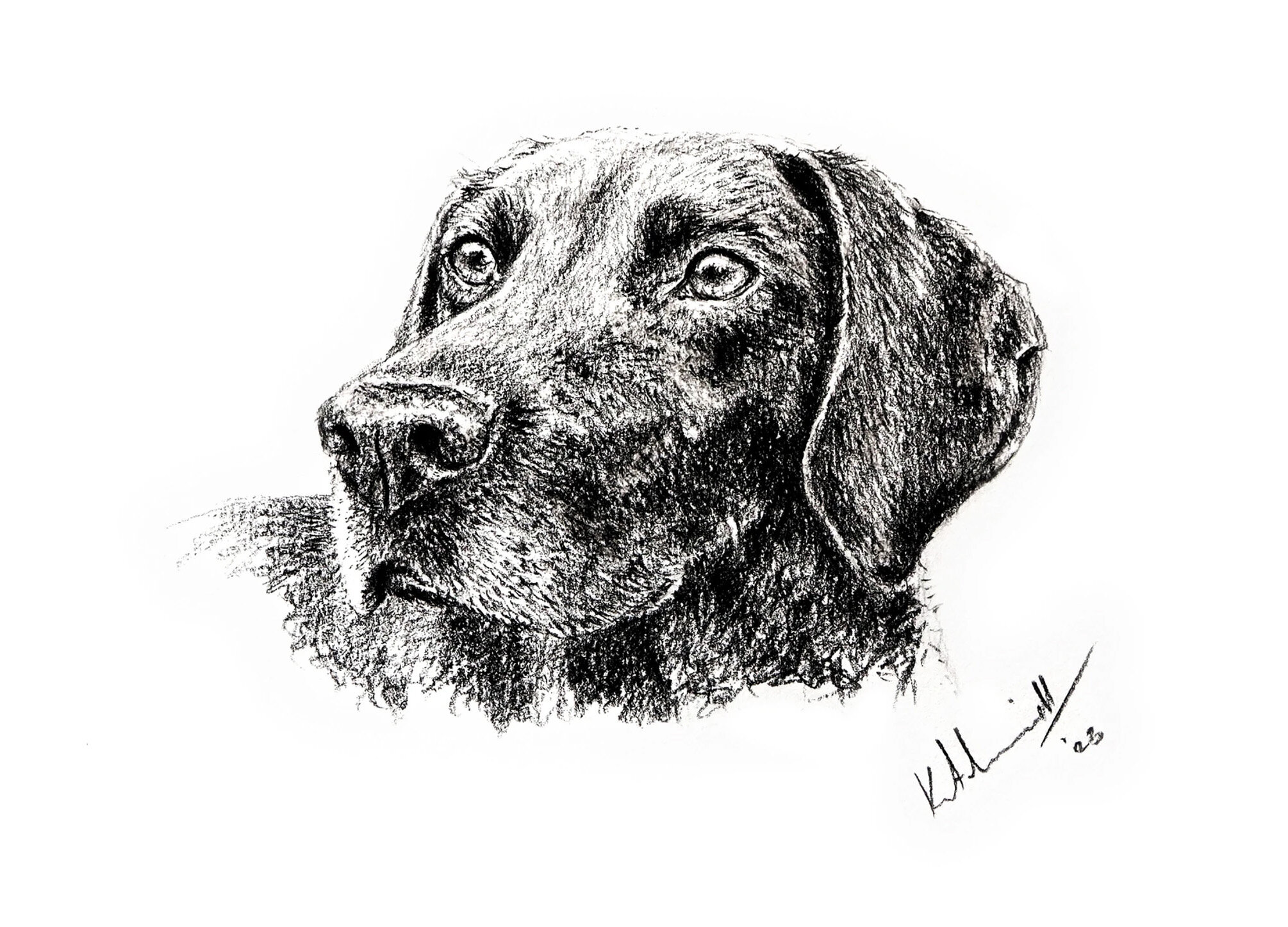 Kerry Lindsell GERMAN SHORTHAIRED POINTER Conte
