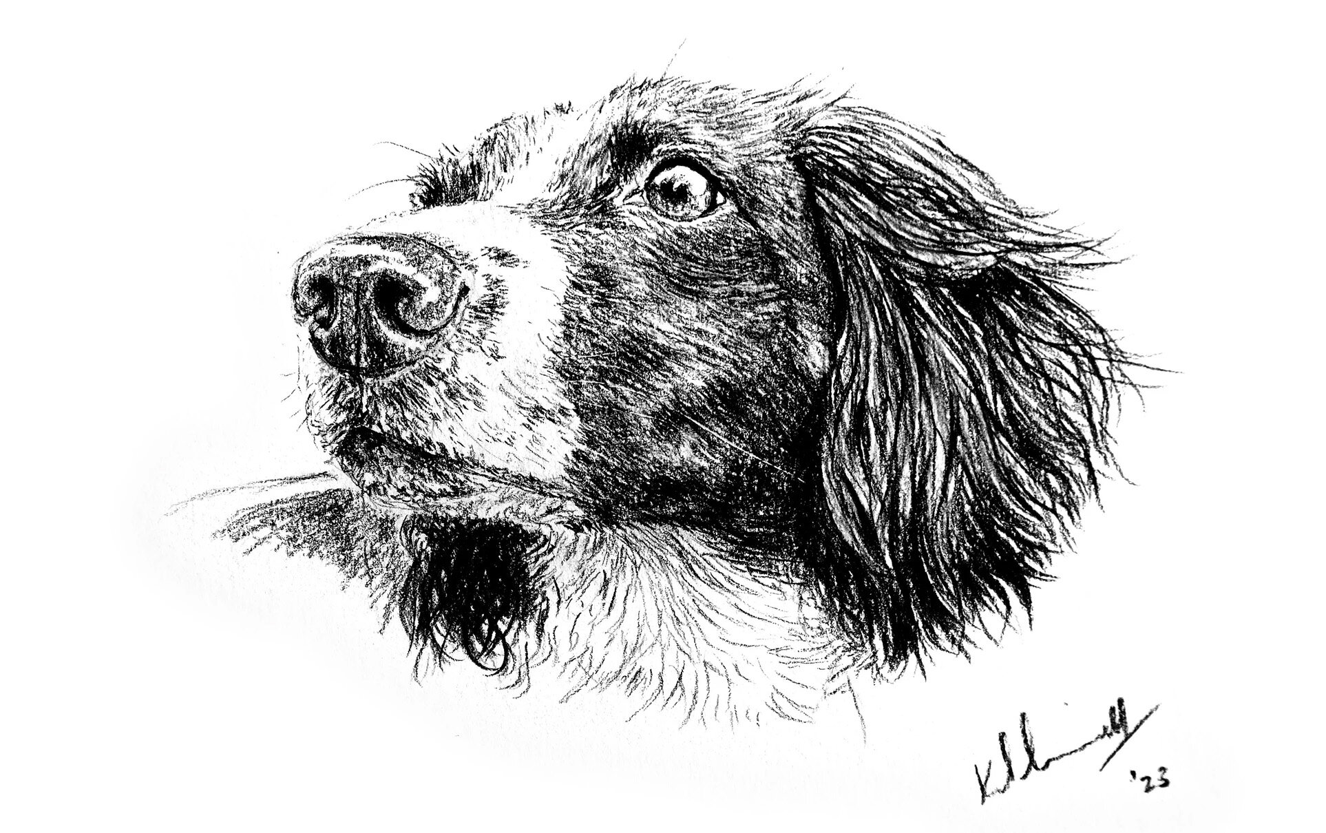 Kerry Lindsell SPRINGER SPANIEL Conte